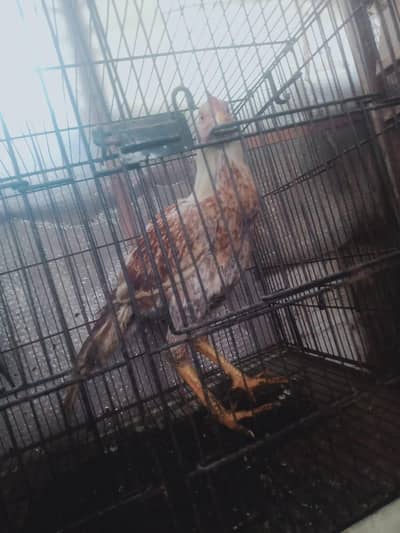 pair aseel miawali avaliable contact num 03328840151