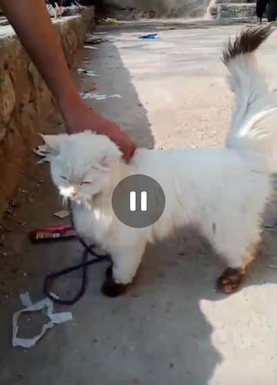 only SERIOUS BYER CONTACT