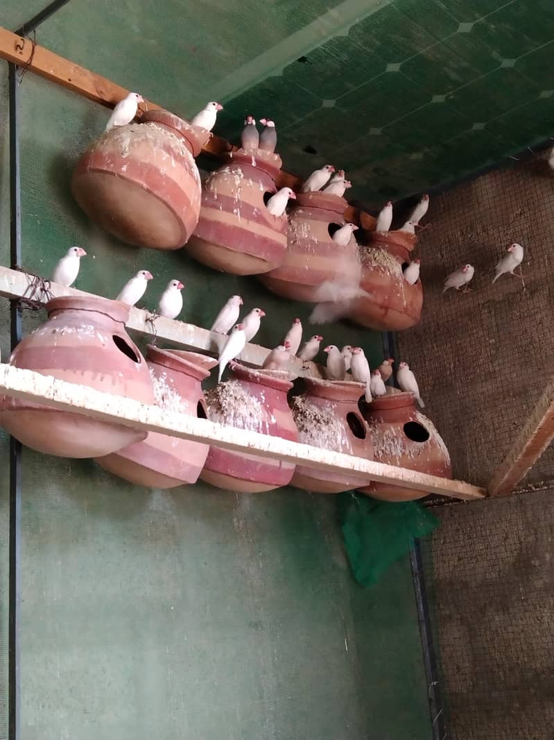 White Java breeder Pair 0