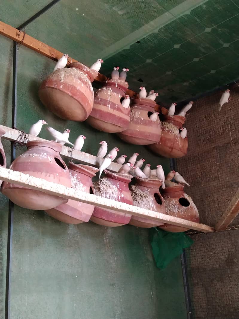 White Java breeder Pair 1