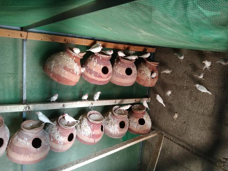 White Java breeder Pair 2