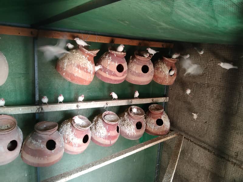 White Java breeder Pair 3