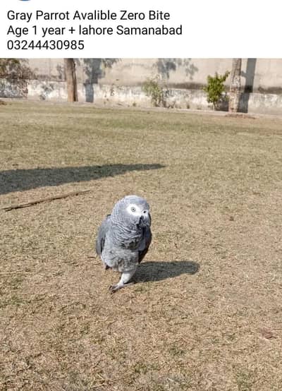 Zero bite 1 year + age lahore samanabasd  03244430985