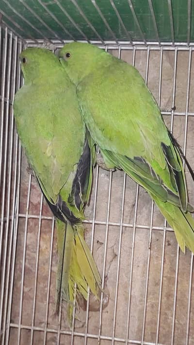Ringneck parrot for sale hai