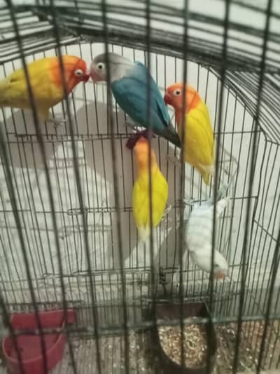 mix love birds for sale