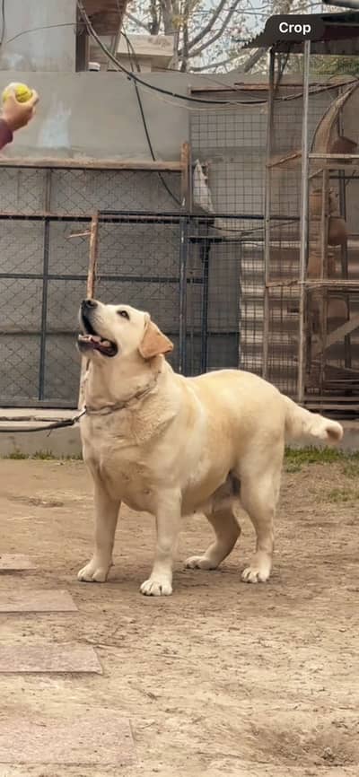 Extreme quality Top Quality off white Labrador Female