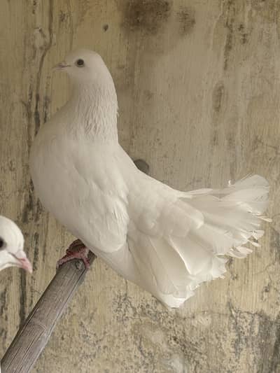 Indian Laka male fancy pigeons kabooter