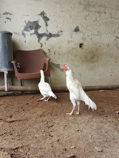 quality heera male for sale