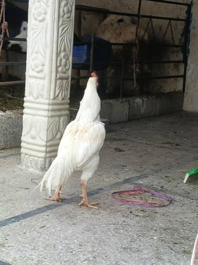 quality heera male for sale