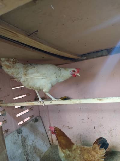 golden misri what's app /03282894012