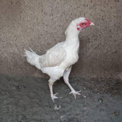 Heera Aseel female /full white heera