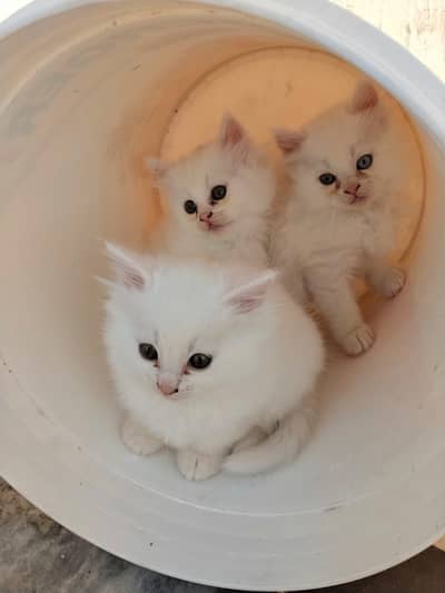 White Persian cats