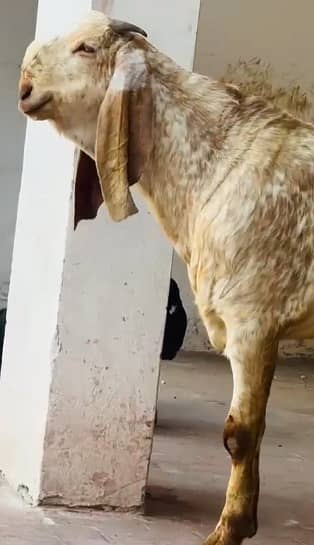 pure Makhi Cheena goat | Bakra | breeder Goat | بکرا