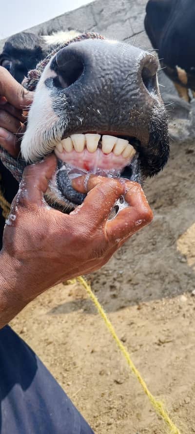 Pure Friesian cow for sale