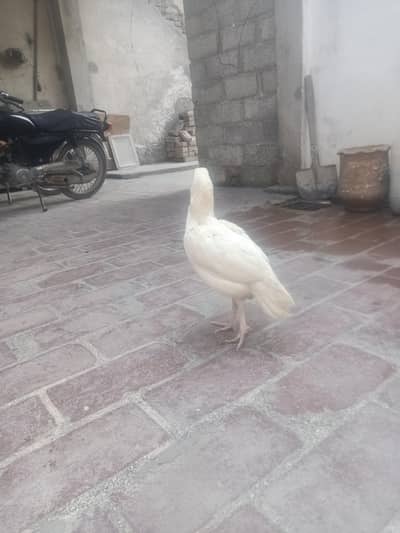 aseel hen for sale , very low price I leaved all the hens