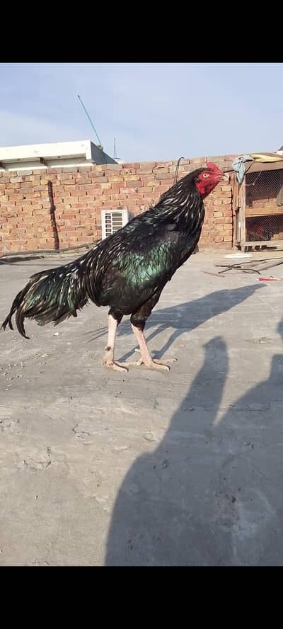 lasani aseel breeder murga 1 ankh se kana hai