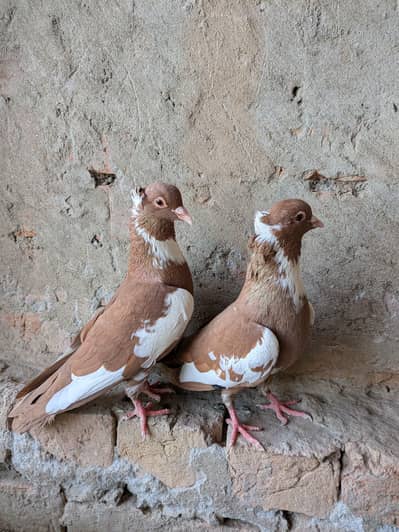 Lal ghagra breeder pair