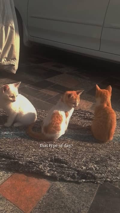 3 Persian kittens 5 months age
