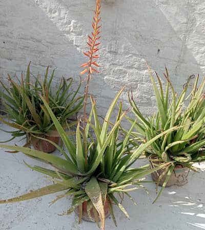 Aloe vera plants