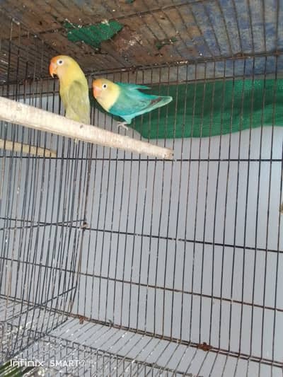 Pale fellow | Albino | Latino | Cremino | Love Bird | Parrot | sale