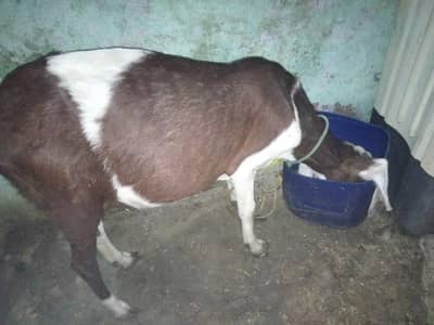 Gulabi Pateri Bakri healthy active