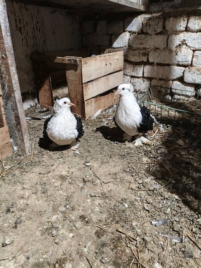 fril back black shoulder pair