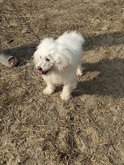 High quality Russian female dog