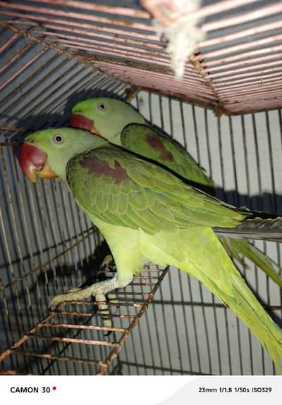 Kashmir raw paroot My WhatsApp number 03275745285 for sale