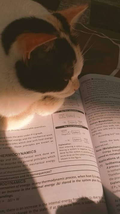 Cat for sale