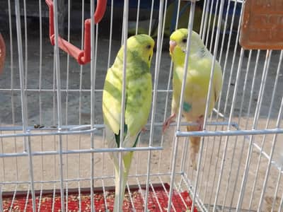 Australian Breeder pair With Cage