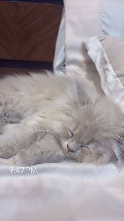 Cat Persian