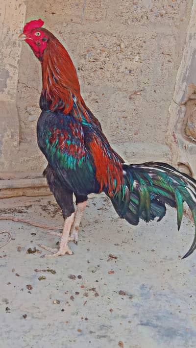 aseel murga 03224067414