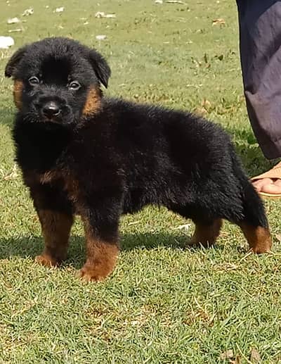 German Shepherd male puppy for sale | German Shepherd dog for sale