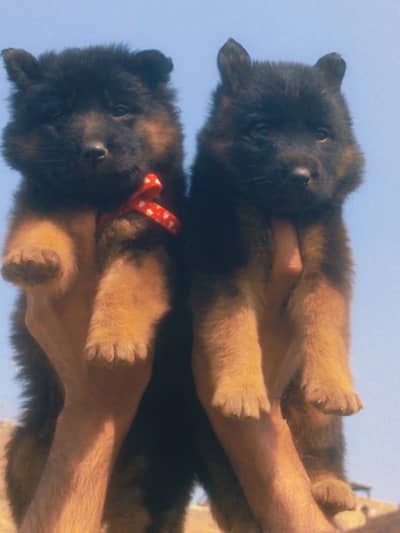 German Shepherd long coat pair for sale
