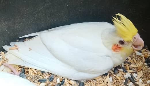 cocktail for handtame