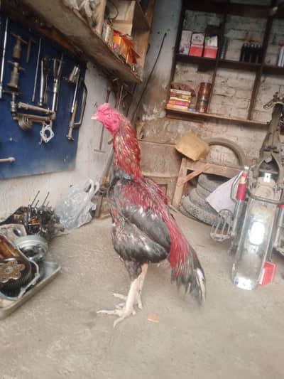 Thai Pakistani cross