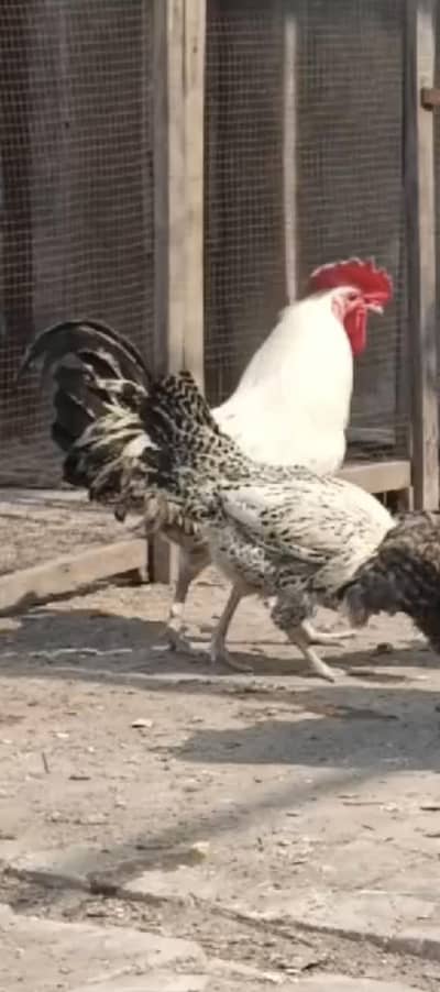 dhandarvi+play mauth+Egypttion fyiomi