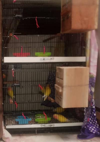 Common lutino Complete Setup