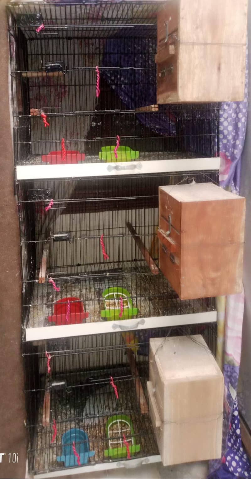 Common lutino Complete Setup 2