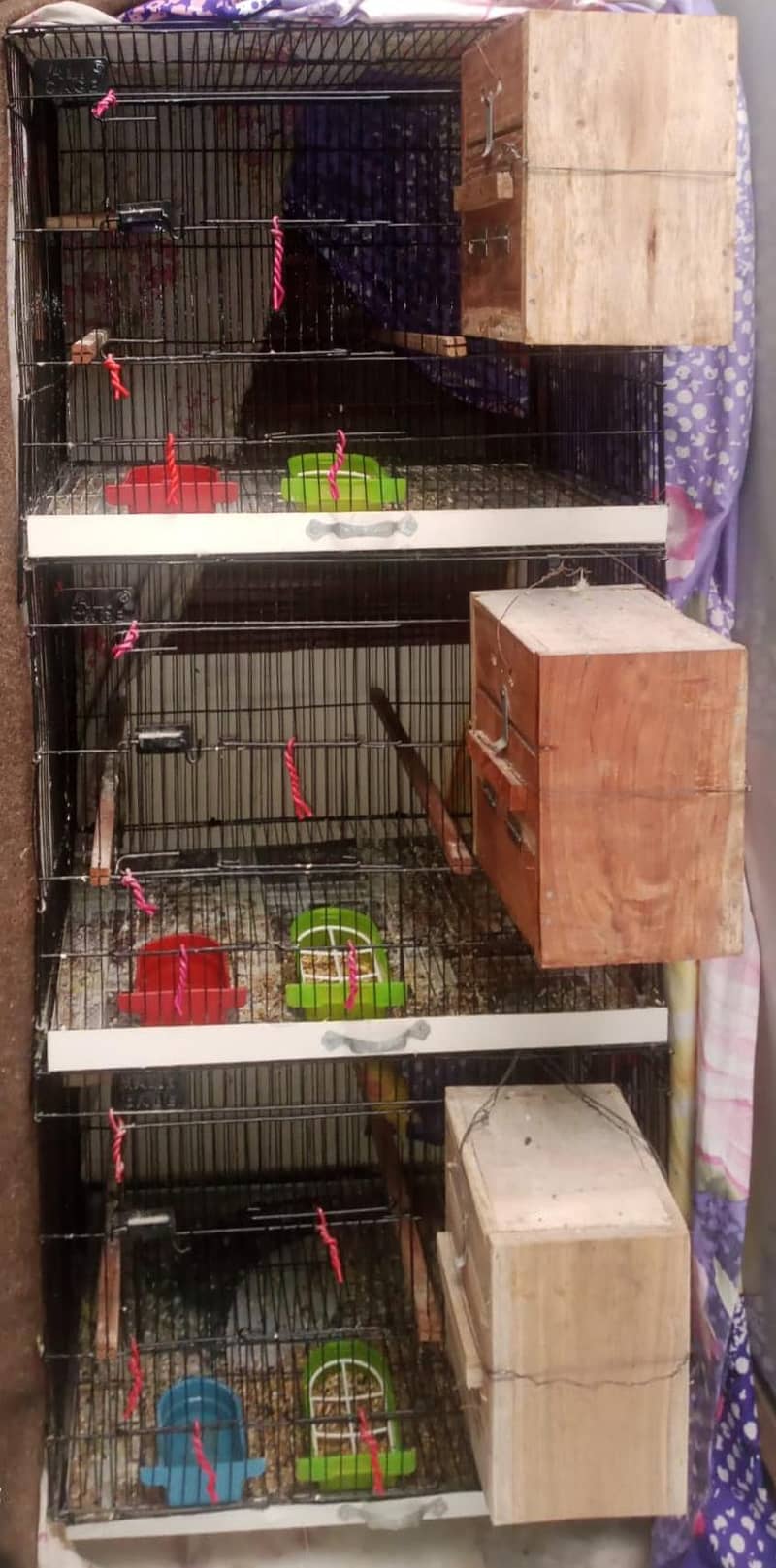 Common lutino Complete Setup 3