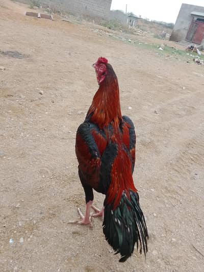 2 pathe 12 month k 1 murgi 7 chicks k sat