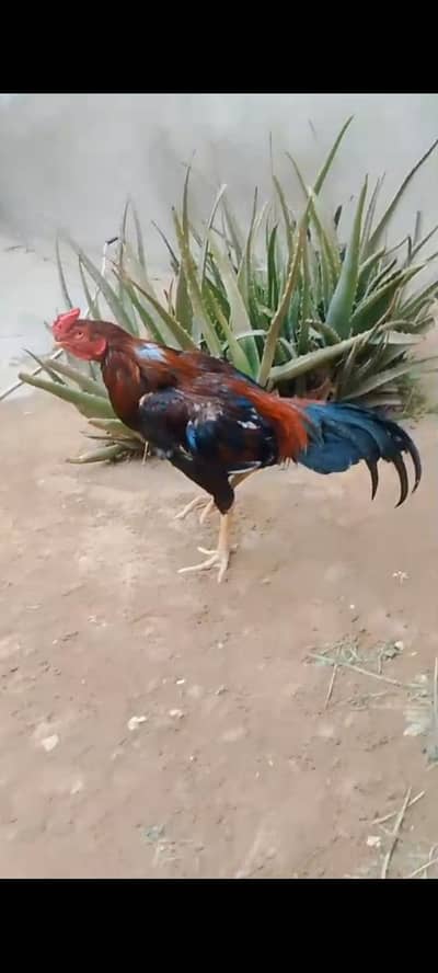 patha 12 month k 1 murgi 7 chicks k sat