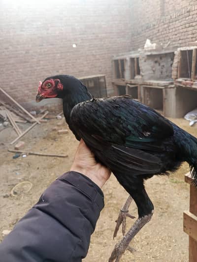 quality aseel murgi for sale