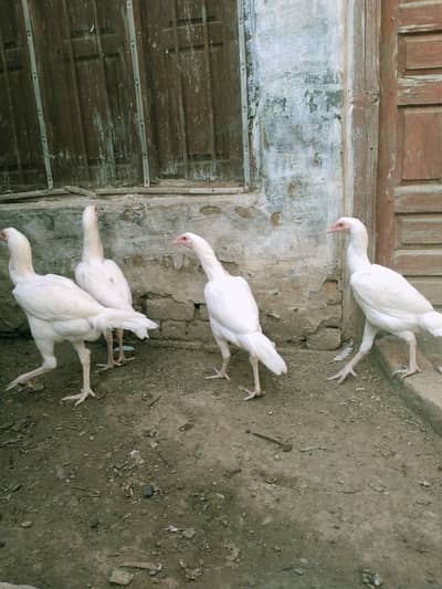 pure white heera aseel