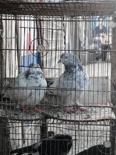 1par golden 1 misa pair 1 salarya pair