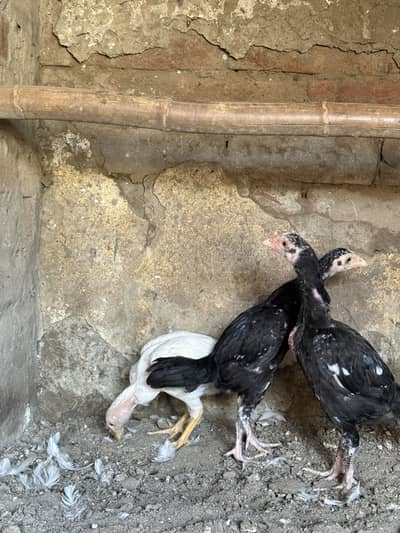 Aseel Mianwali chicks 3 available