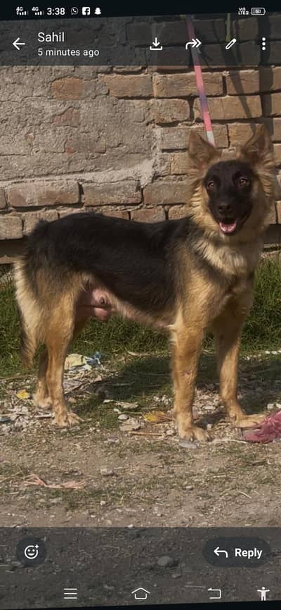 Belgium Shepherd | breeder female | bsd |