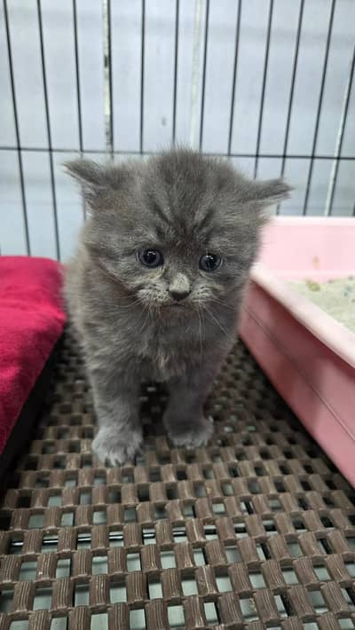 BRITISH SHORTHAIR KITTENS/ IMPORTED KITTENS/ BRITISH SHORTHAIR