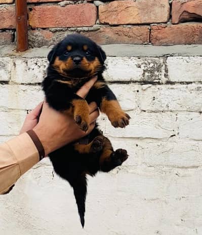 rottweiler female puppy