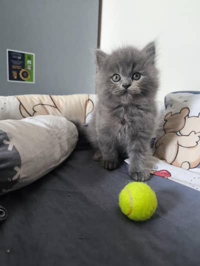 Pure British Short Hair Female Kitten Available